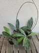 Hoya Pubicalyx 