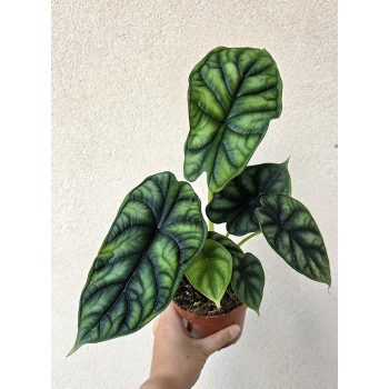 Alocasia Dragon Scale 12 cm