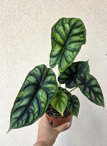 Alocasia Dragon Scale 12 cm