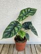 Alocasia Dragon Scale 12 cm