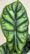 Alocasia Dragon Scale 12 cm