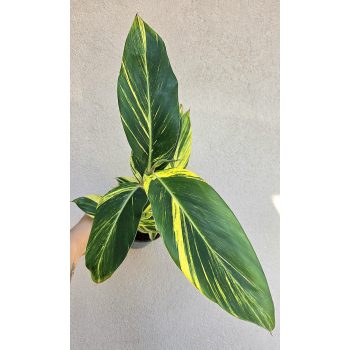 Alpinia zerumbet ‘Variegata’ - Tarka gyömbér 14 cm