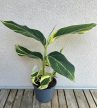 Alpinia zerumbet ‘Variegata’ - Tarka gyömbér 14 cm
