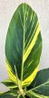 Alpinia zerumbet ‘Variegata’ - Tarka gyömbér 14 cm