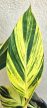 Alpinia zerumbet ‘Variegata’ - Tarka gyömbér 14 cm