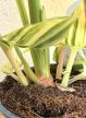 Alpinia zerumbet ‘Variegata’ - Tarka gyömbér 14 cm