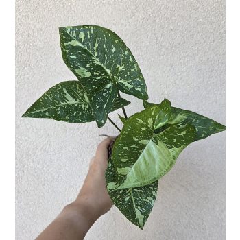 Syngonium podophyllum 'Panda' 10 cm