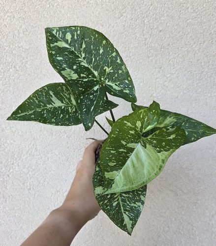 Syngonium podophyllum 'Panda' 10 cm