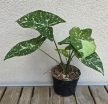 Syngonium podophyllum 'Panda' 10 cm