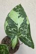 Syngonium podophyllum 'Panda' 10 cm