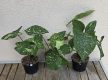 Syngonium podophyllum 'Panda' 10 cm