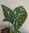 Syngonium podophyllum 'Panda' 10 cm