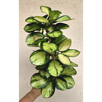 Hoya australis 'Lisa' - Viaszvirág 12 cm