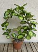 Hoya australis 'Lisa' - Viaszvirág 12 cm