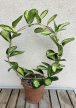 Hoya australis 'Lisa' - Viaszvirág 12 cm