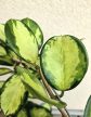 Hoya australis 'Lisa' - Viaszvirág 12 cm