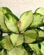 Hoya australis 'Lisa' - Viaszvirág 12 cm