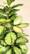 Hoya australis 'Lisa' - Viaszvirág 12 cm