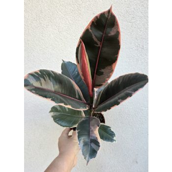 Ficus elastica ‘Belize’ 12 cm