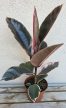 Ficus elastica ‘Belize’ 12 cm