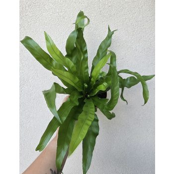 Asplenium Antiquum 12 cm