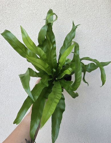 Asplenium Antiquum 12 cm