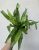 Asplenium Antiquum 12 cm