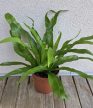 Asplenium Antiquum 12 cm