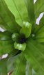 Asplenium Antiquum 12 cm