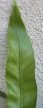 Asplenium Antiquum 12 cm