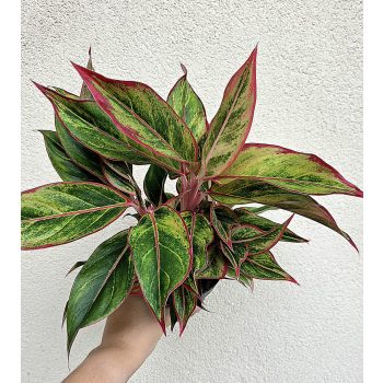 Aglaonema 'Jungle Lava' - Rákvirág 12 cm