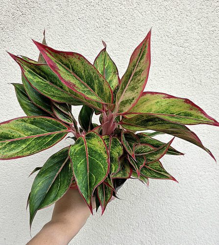 Aglaonema 'Jungle Lava' - Rákvirág 12 cm