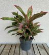 Aglaonema 'Jungle Lava' - Rákvirág 12 cm