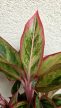 Aglaonema 'Jungle Lava' - Rákvirág 12 cm