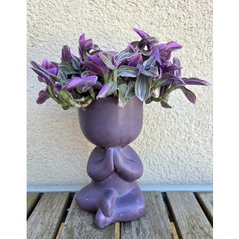 Tradescantia Nanouk jógás kaspóban 6 cm