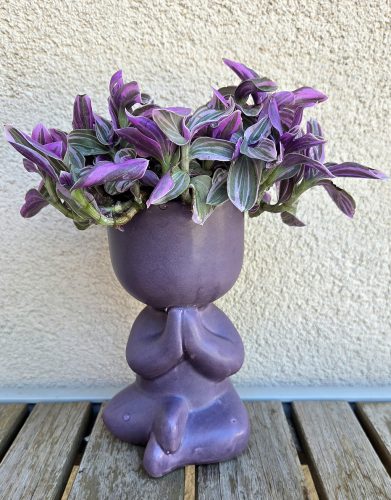 Tradescantia Nanouk jógás kaspóban 6 cm