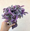 Tradescantia Nanouk jógás kaspóban 6 cm