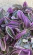 Tradescantia Nanouk jógás kaspóban 6 cm