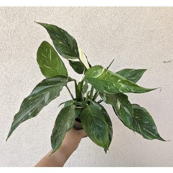 Spathiphyllum wallisii variegata 11 cm