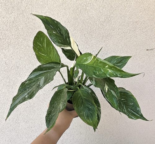 Spathiphyllum wallisii variegata 11 cm