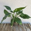 Spathiphyllum wallisii variegata 11 cm