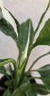 Spathiphyllum wallisii variegata 11 cm