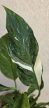 Spathiphyllum wallisii variegata 11 cm