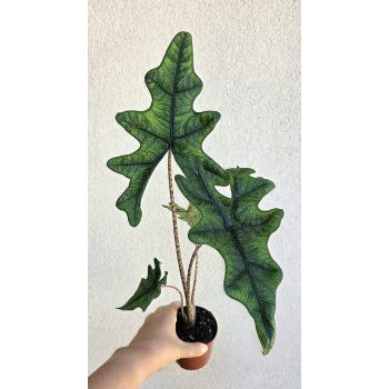 Alocasia tandurusa 'Jacklyn' 9 cm