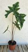 Alocasia tandurusa 'Jacklyn' 9 cm