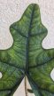 Alocasia tandurusa 'Jacklyn' 9 cm