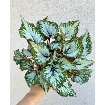 Begonia rex 'Asian Tundra' 12 cm