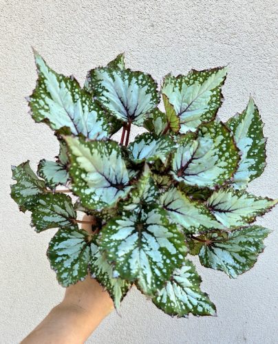 Begonia rex 'Asian Tundra' 12 cm
