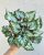 Begonia rex 'Asian Tundra' 12 cm