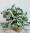 Begonia rex 'Asian Tundra' 12 cm